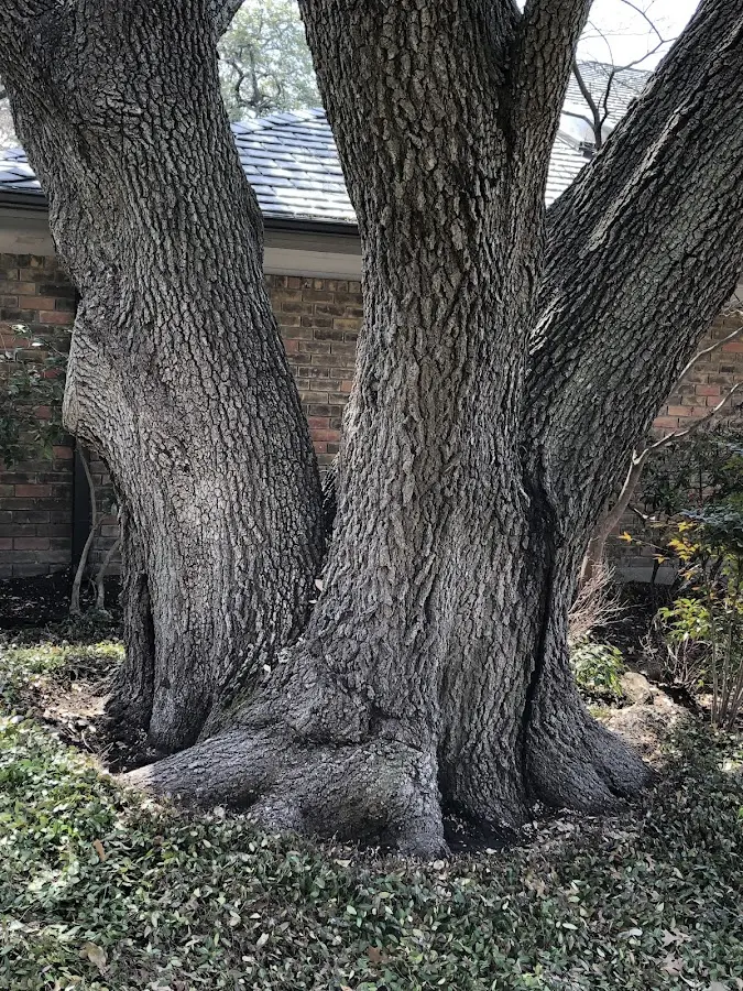 Mature heritage tree close to a Bath property cared for by certified arborists